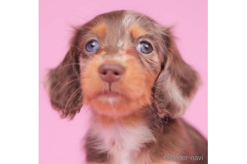 成約済の東京都のミニチュアダックスフンド(ロングヘアード)-206175の2枚目